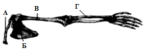 Какой буквой на рисунке обозначена лучевая кость
